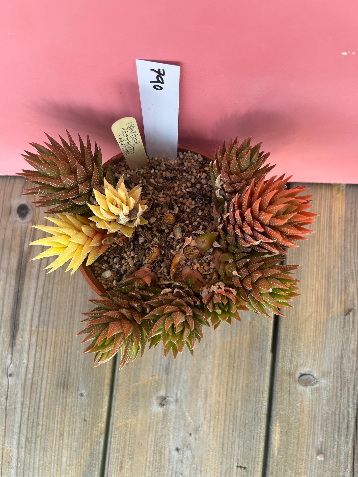 Haworthia reinwardtii variegata (790)