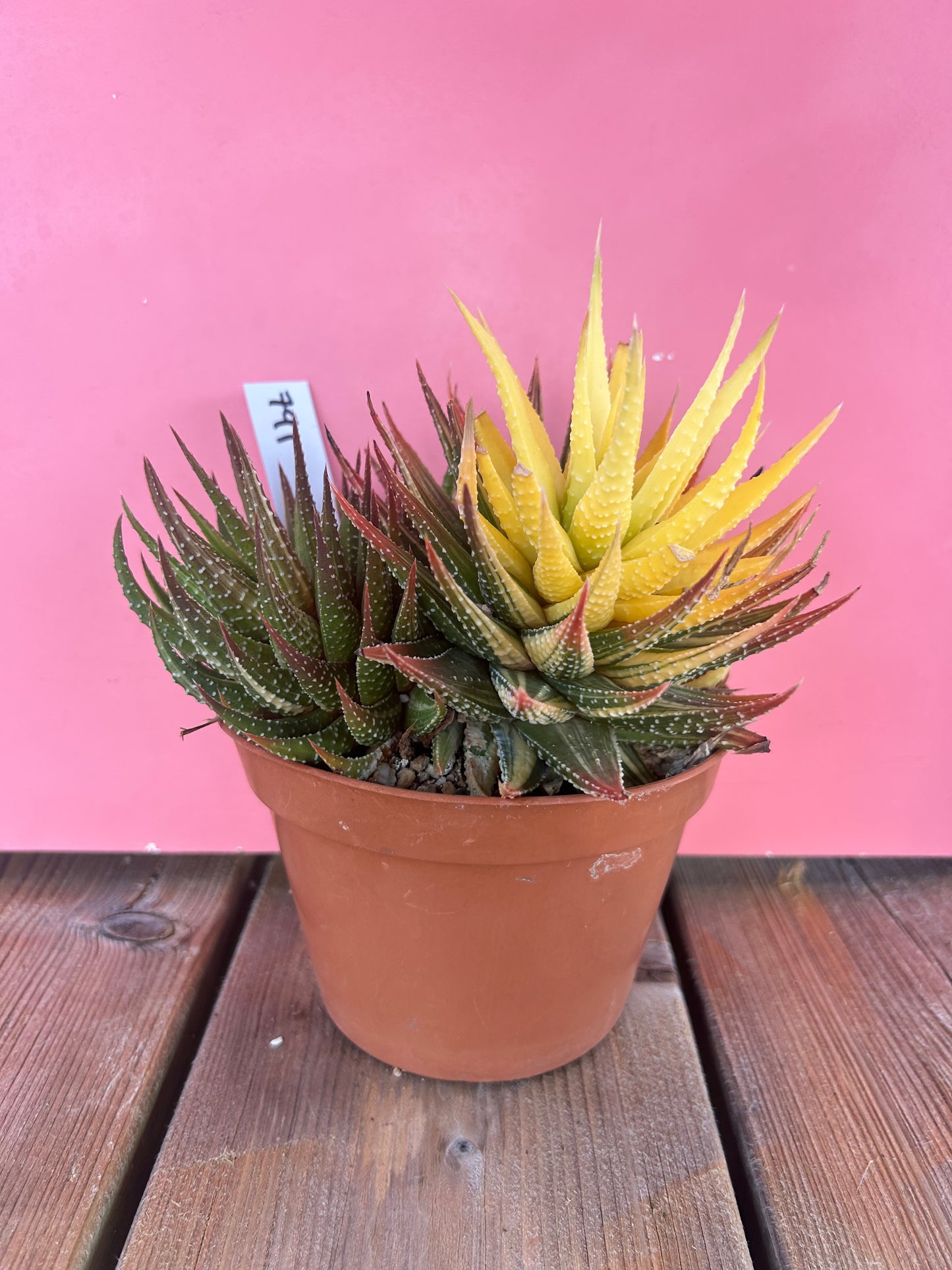 Haworthia pumila variegata (791)