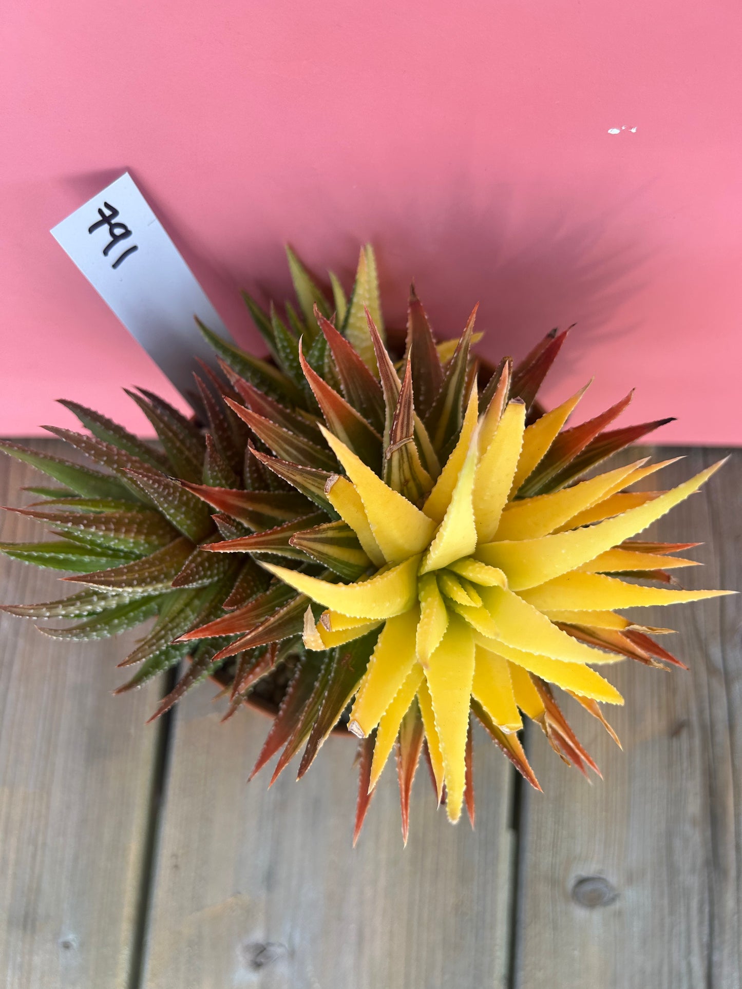 Haworthia pumila variegata (791)