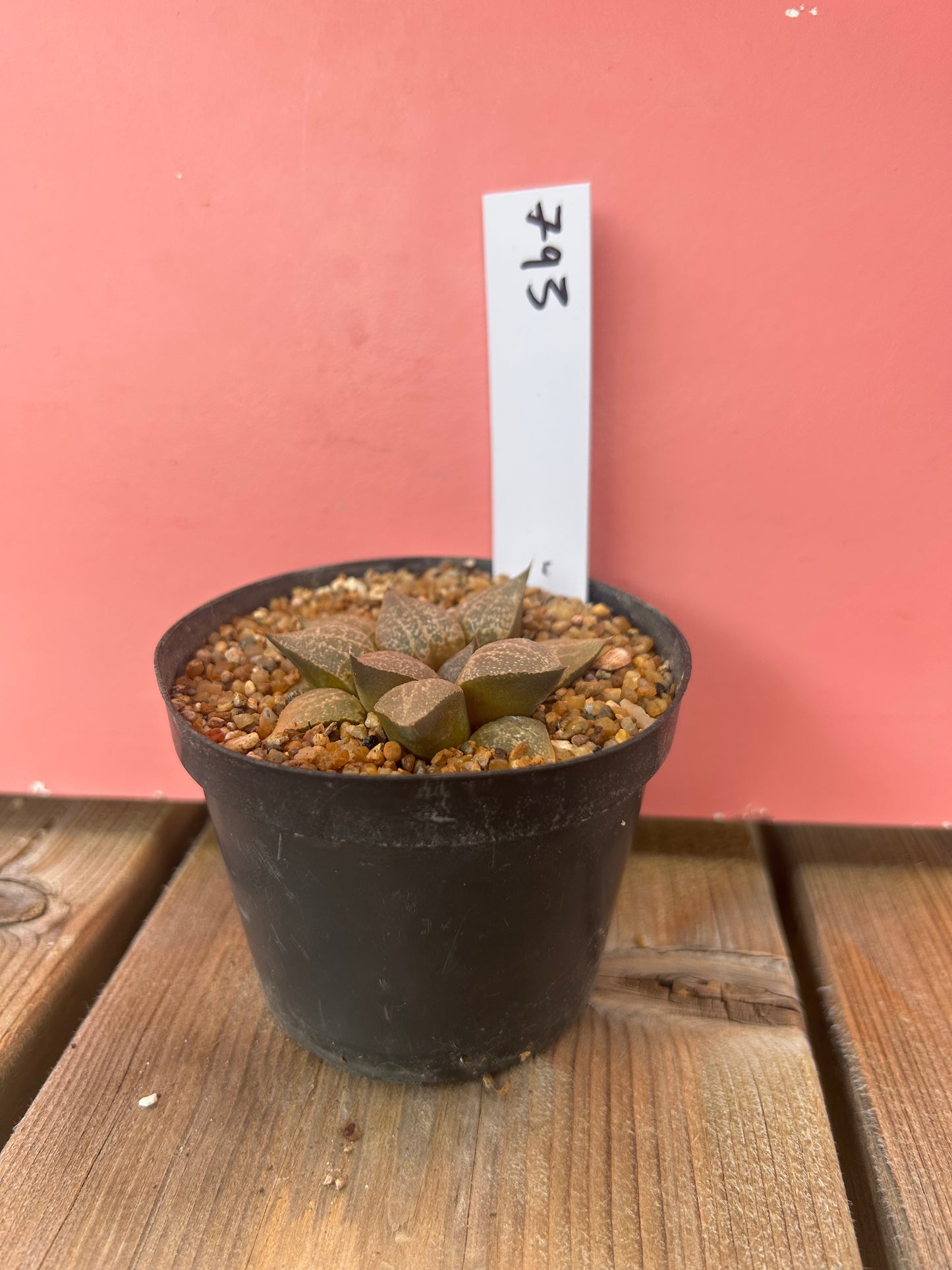 Haworthia species (793)