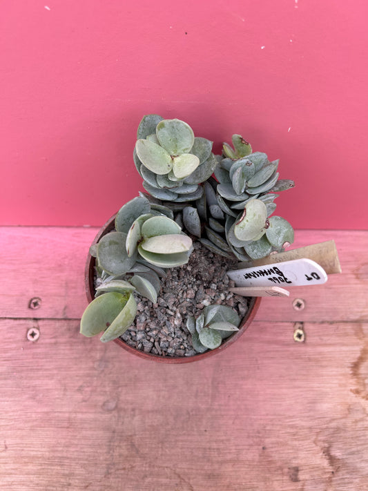 Adromischus leucanthus (447)