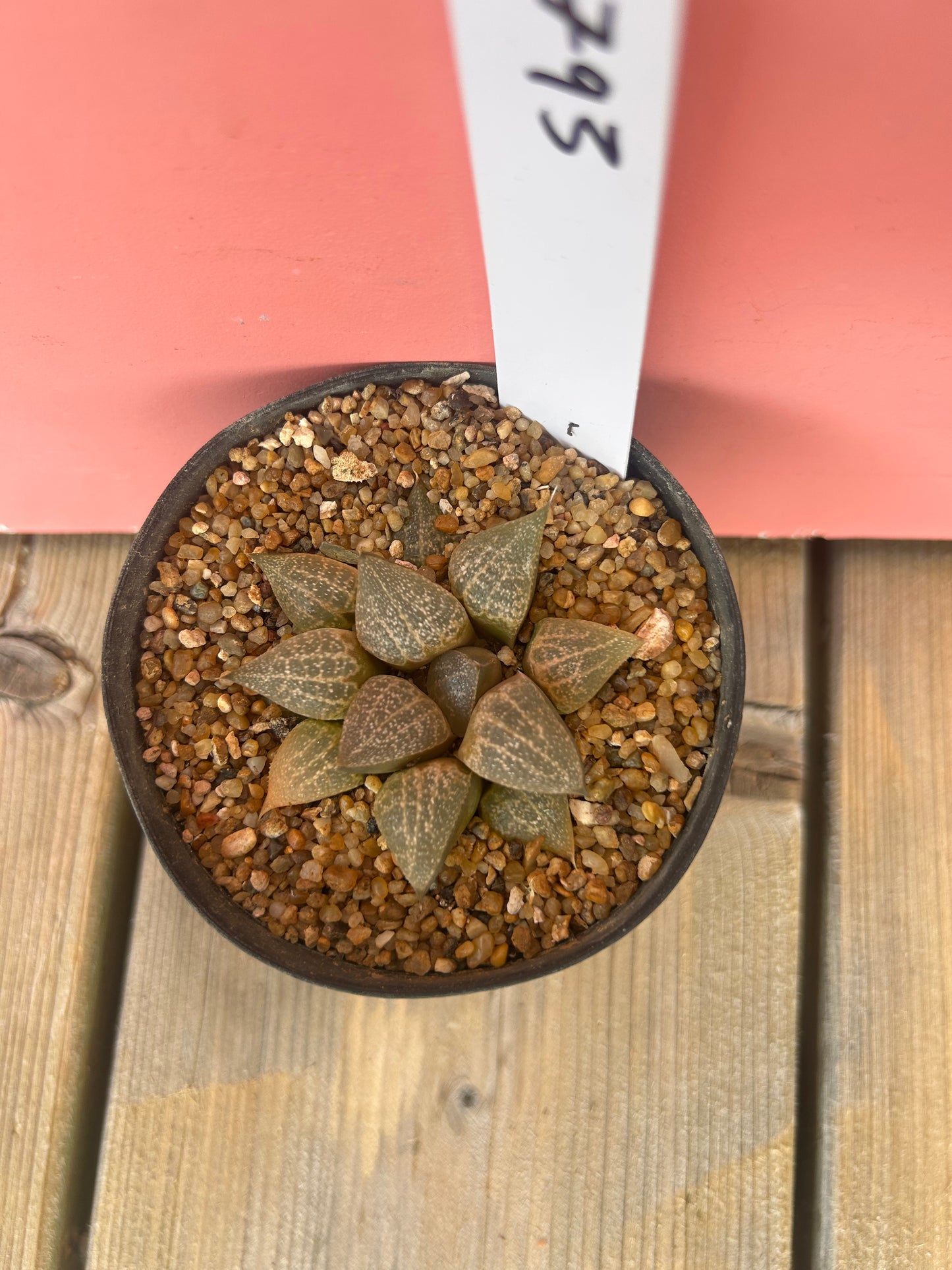 Haworthia species (793)