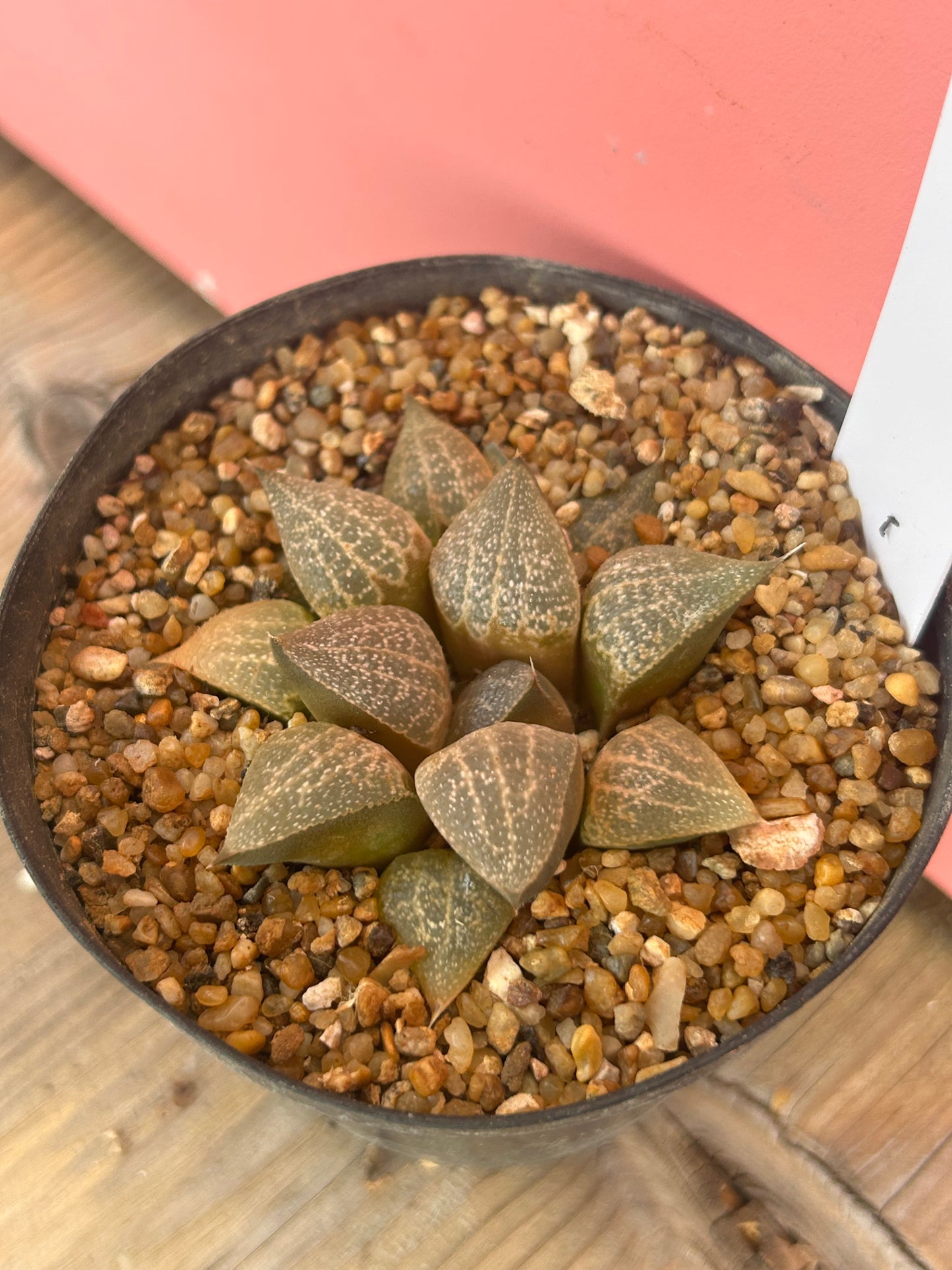 Haworthia species (793)