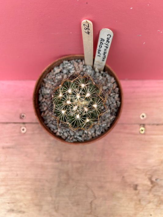 Coryphantha radians (482)