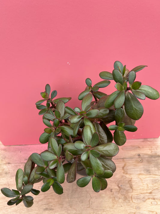 Crassula ovata (483)