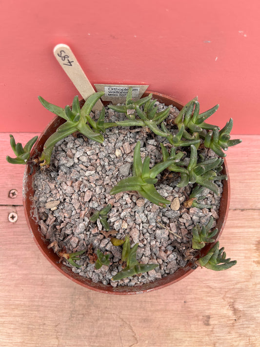 Ornithogalum waltoniae (485)