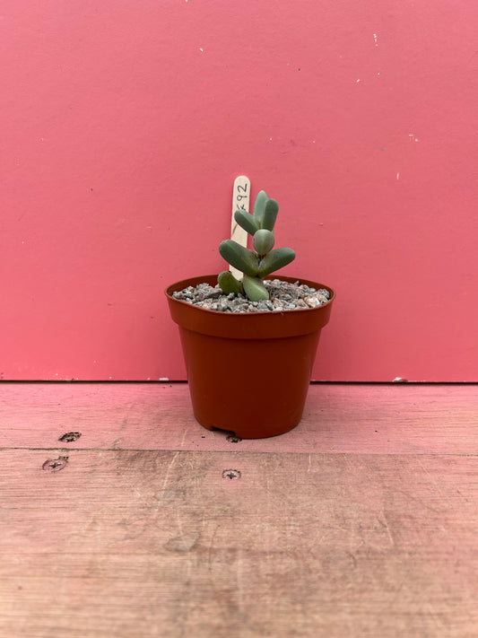 Delosperma lehmannii (492)