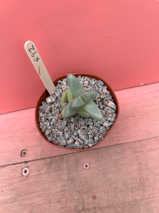 Delosperma lehmannii (492)