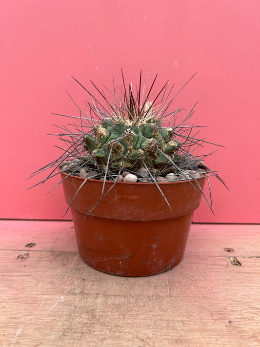 Thelocactus freudenbergii (496)