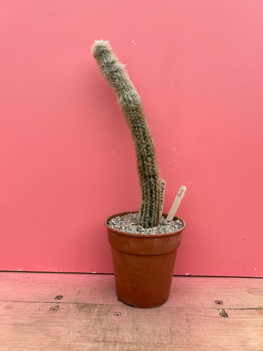 Cipocereus crassisepalus (502)