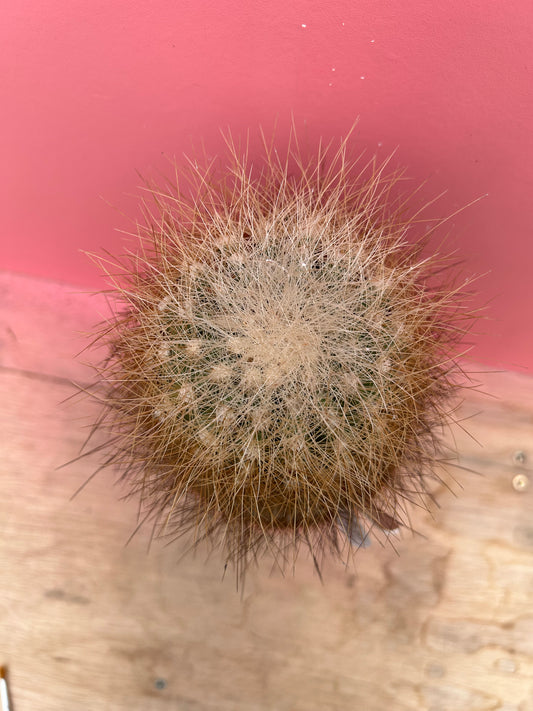 Copiapoa krainziana (503)