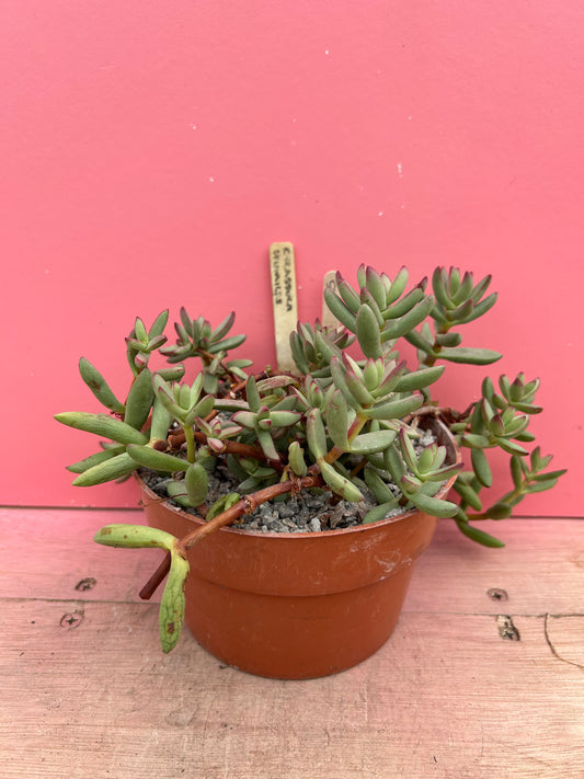 Crassula humilis (505)