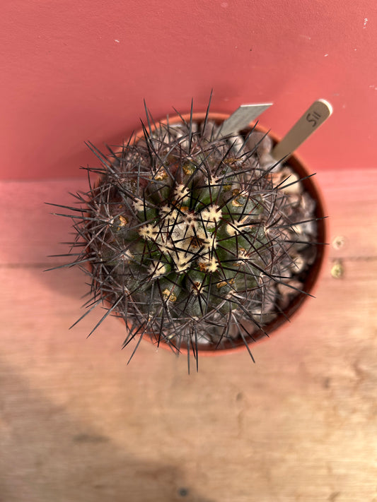 Copiapoa megarhiza(?) (511)