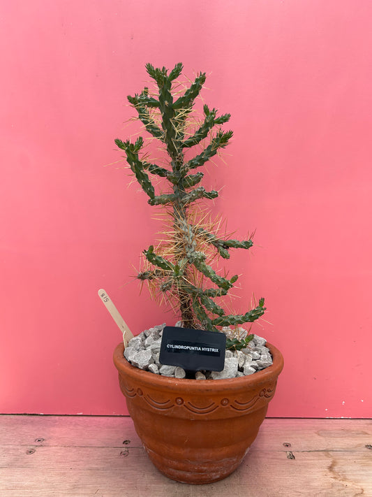 Cylindropuntia hystrix (518)