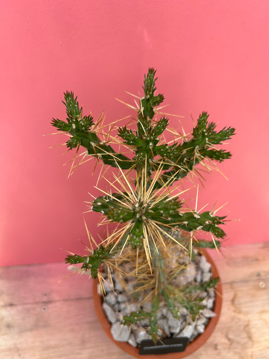 Cylindropuntia hystrix (518)