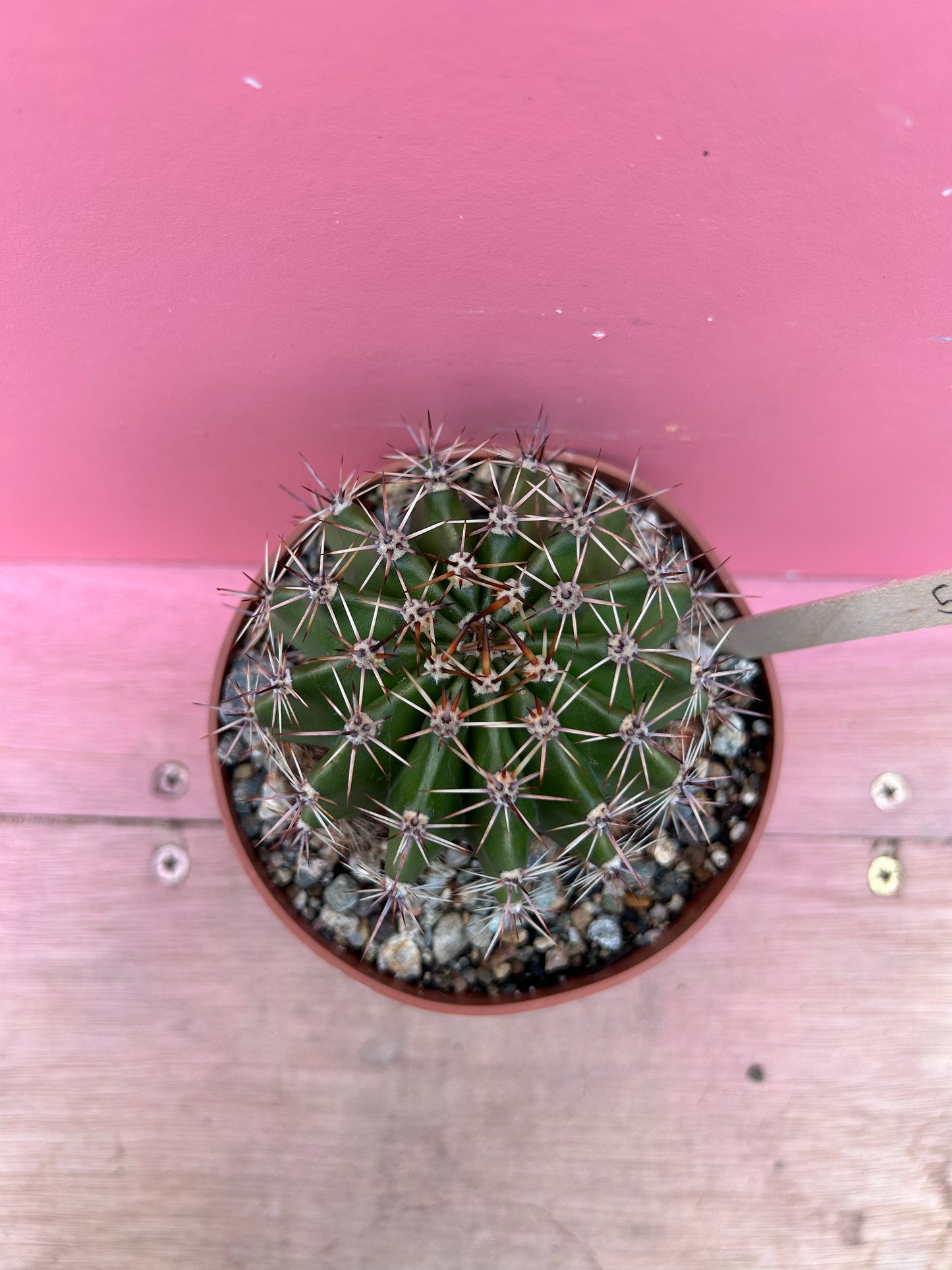 Echinocactus species (521)