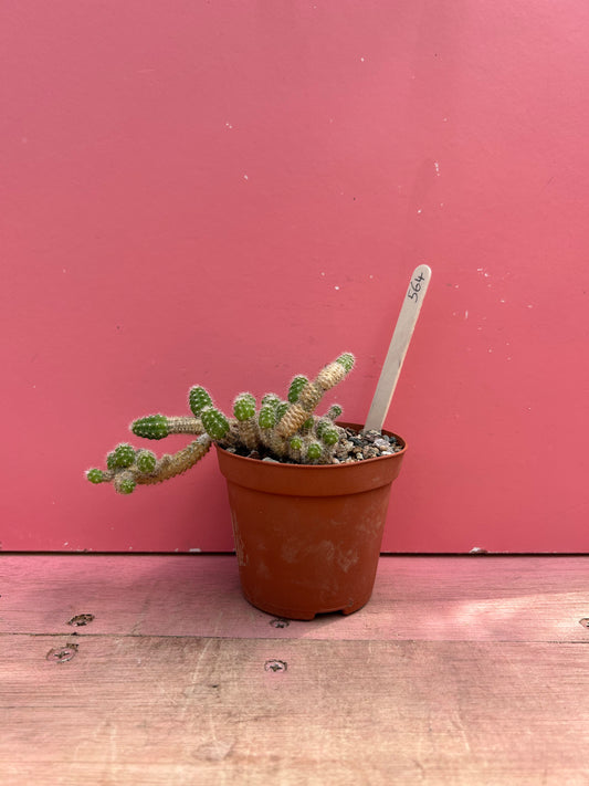 Chamaecereus 'peanut cactus' (563)