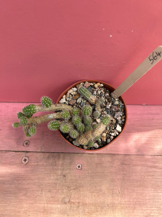 Chamaecereus 'peanut cactus' (563)