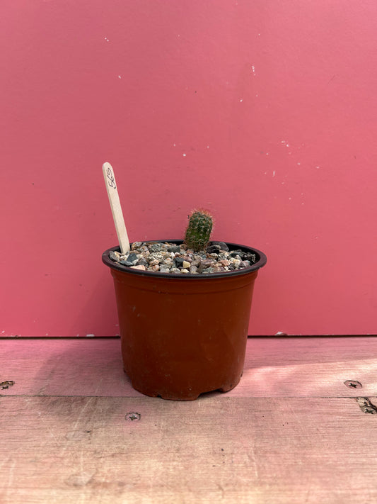 Chamaecereus 'peanut cactus" (564)