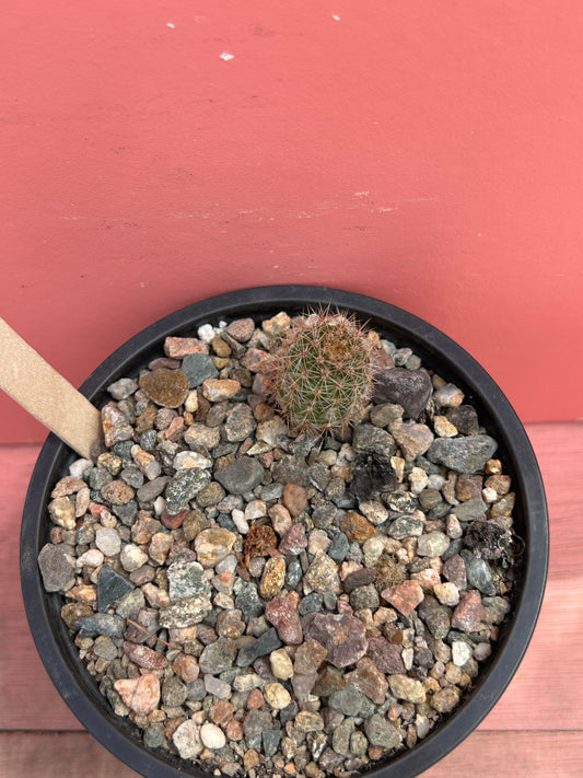 Chamaecereus 'peanut cactus" (564)