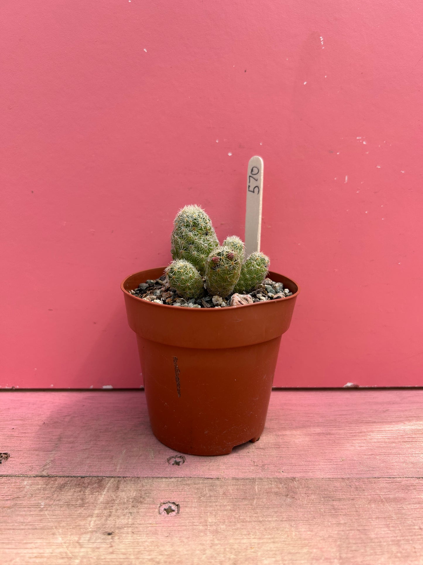 Mammilaria carmenae (570)