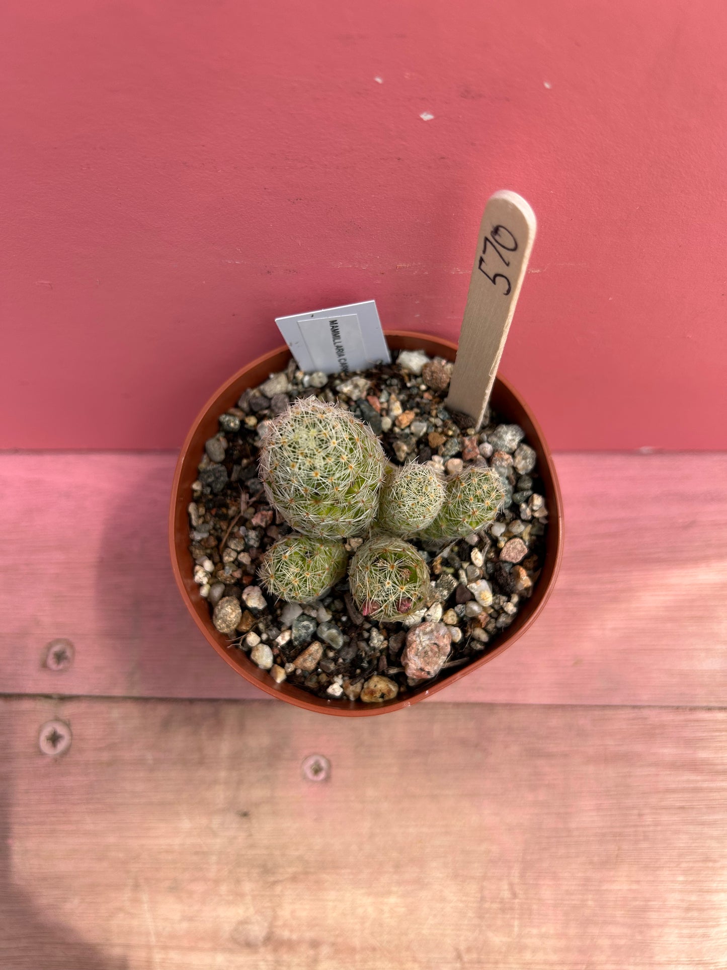Mammilaria carmenae (570)