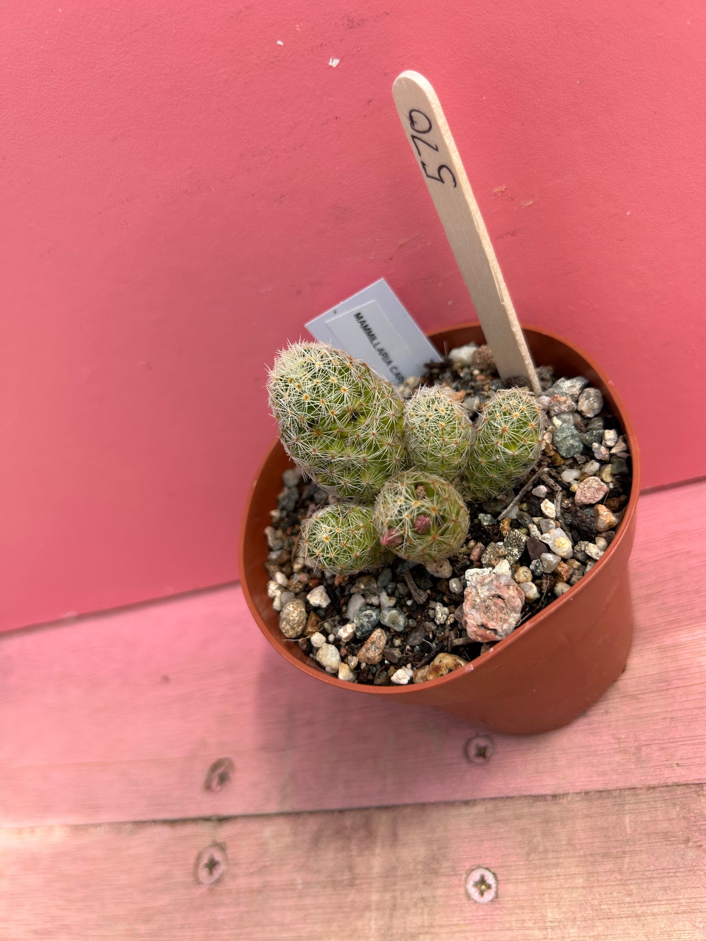 Mammilaria carmenae (570)