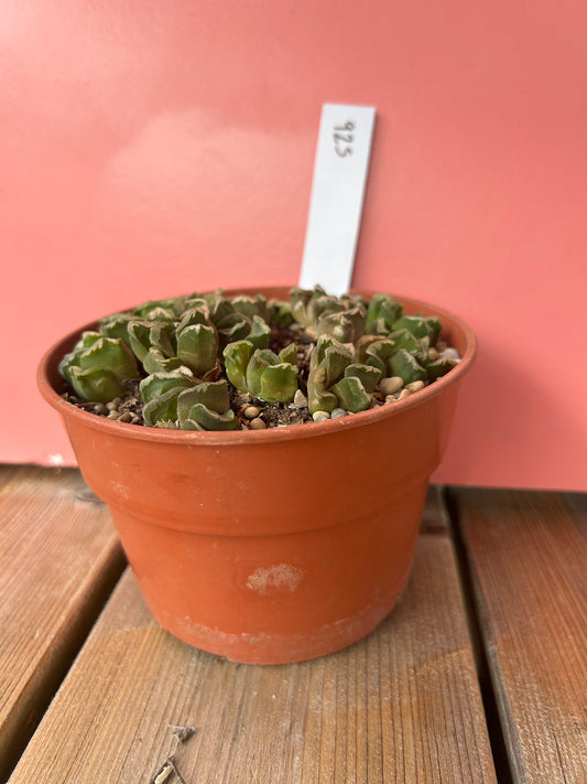 Faucaria bosscheana (925)