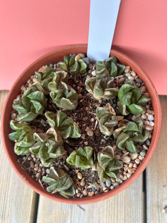 Faucaria bosscheana (925)