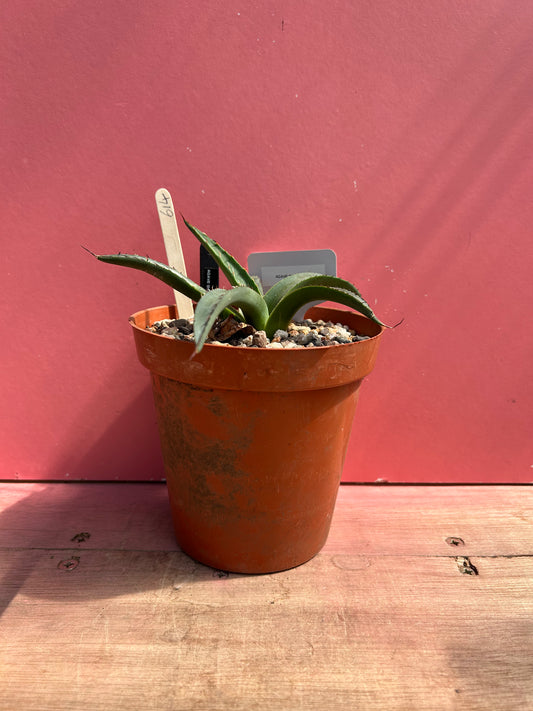 Agave sharkskin (614)