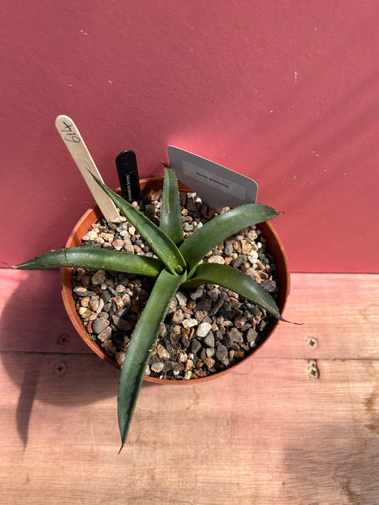 Agave sharkskin (614)