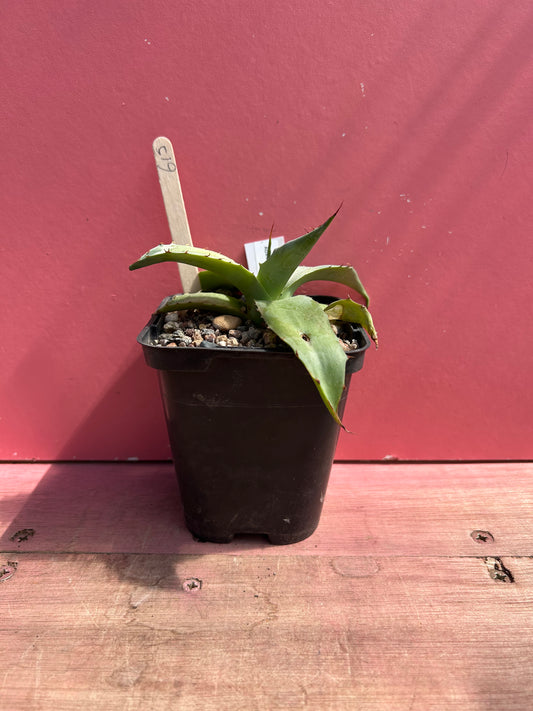 Agave parrasana (615)
