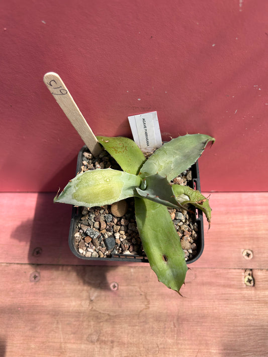 Agave parrasana (615)