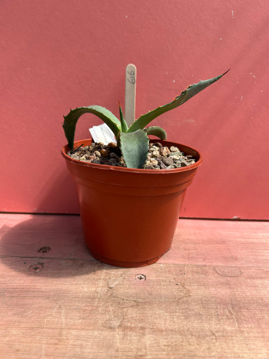 Agave palmeri (616)