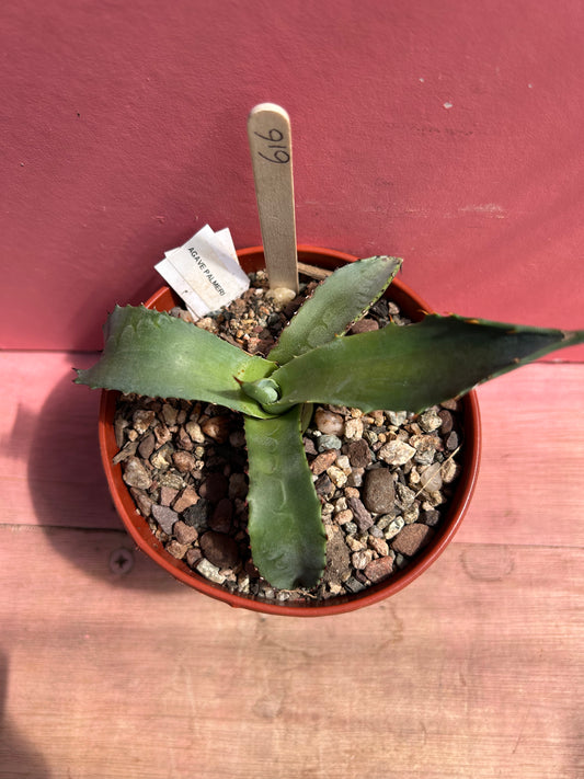 Agave palmeri (616)