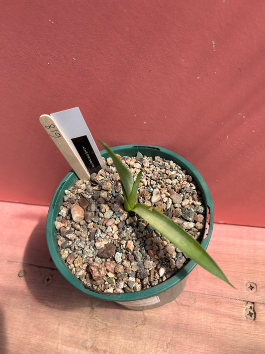Agave parryi ssp chrysantha (618)