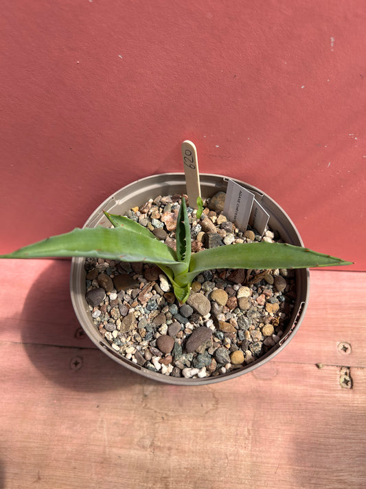 Agave parryi ssp chrysantha (620)