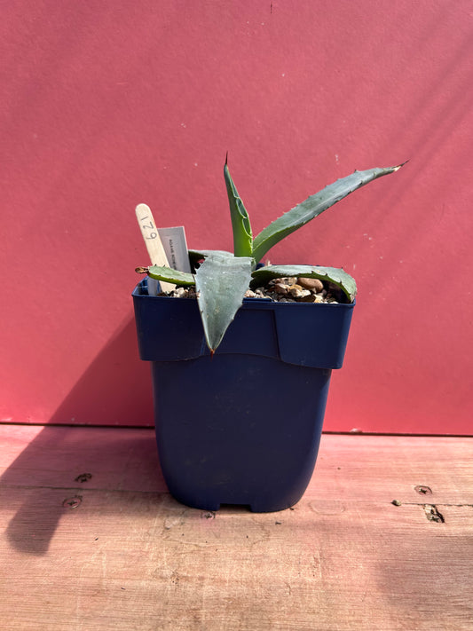 Agave schrevei ssp magna (621)