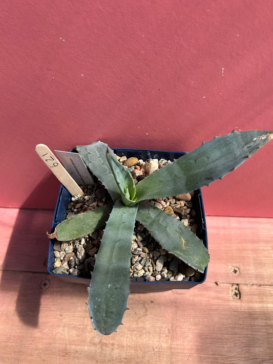 Agave schrevei ssp magna (621)