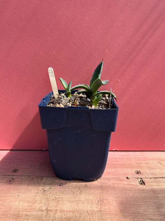Agave schrevei ssp magna (622)