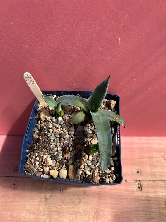 Agave schrevei ssp magna (622)