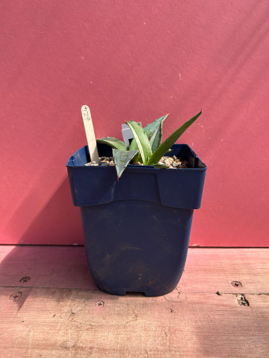 Agave gentryi jaws (624)