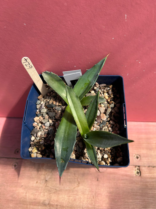 Agave gentryi jaws (624)