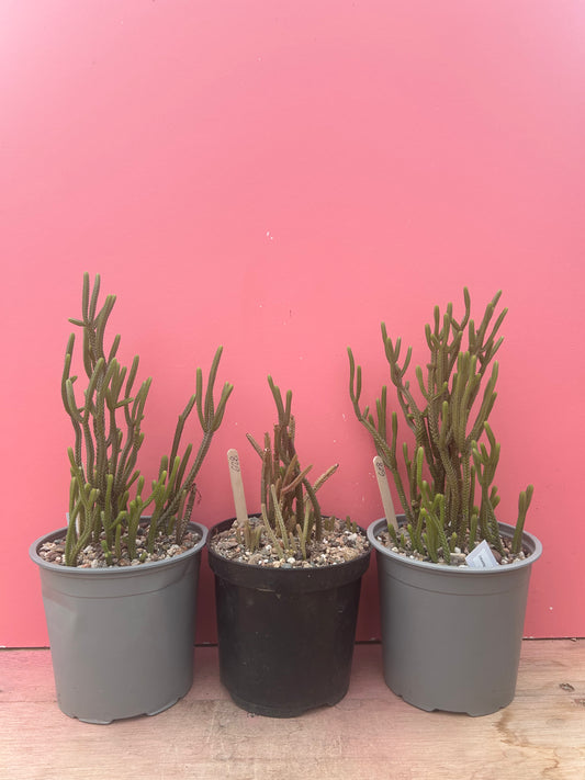 Crassula muscosa (628)