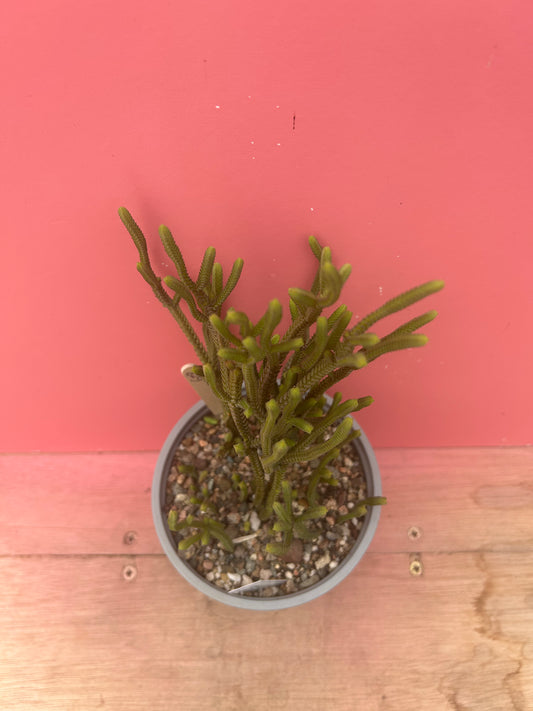 Crassula muscosa (628)