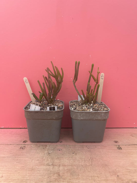 Crassula muscosa  (631)