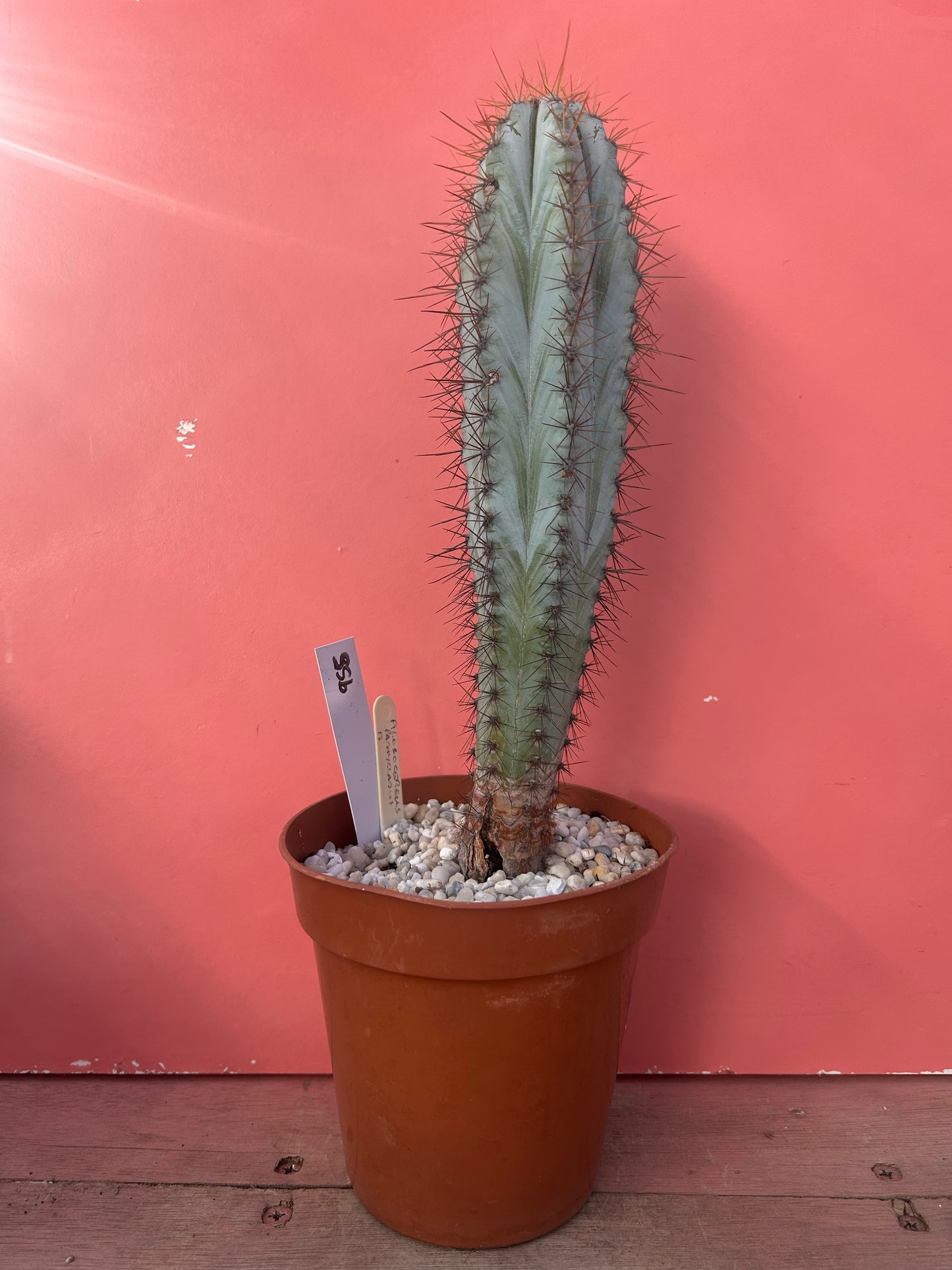 Pilosocereus pachycladus (955)