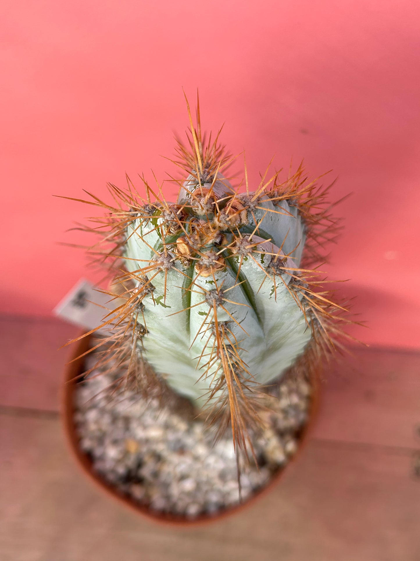 Pilosocereus pachycladus (955)