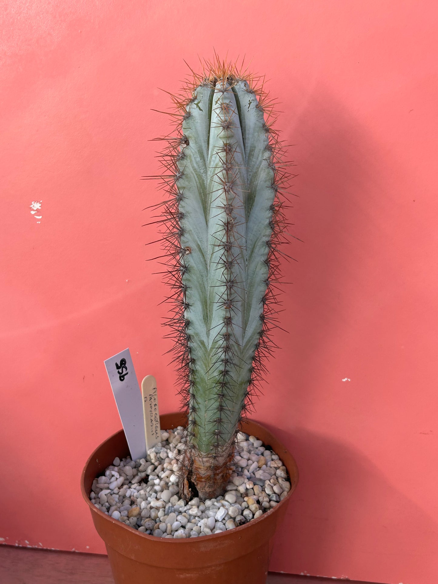 Pilosocereus pachycladus (955)
