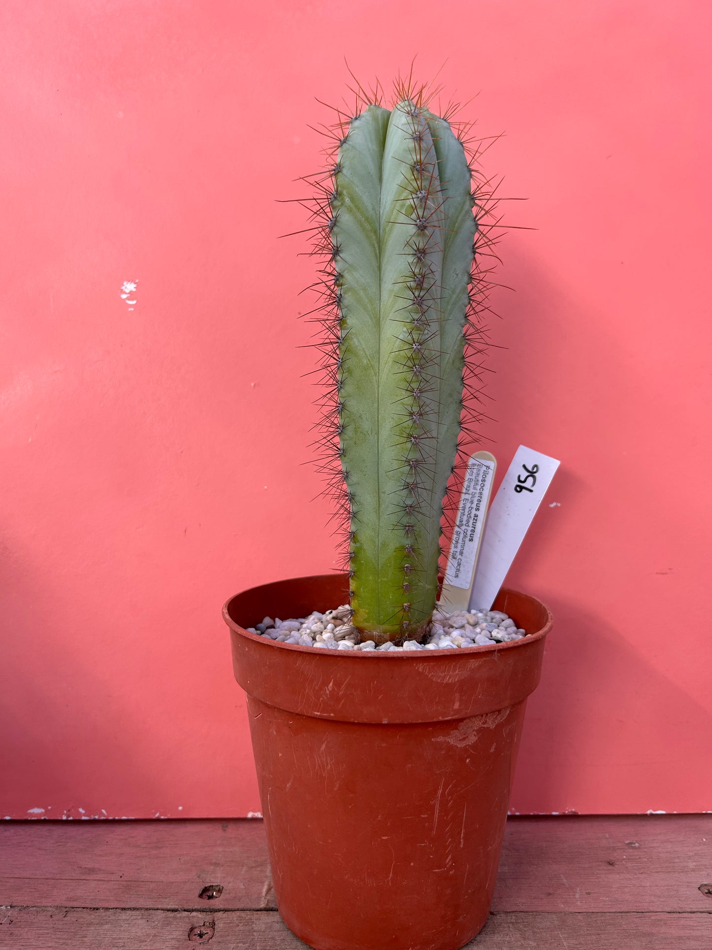Pilosocereus azureus (956)